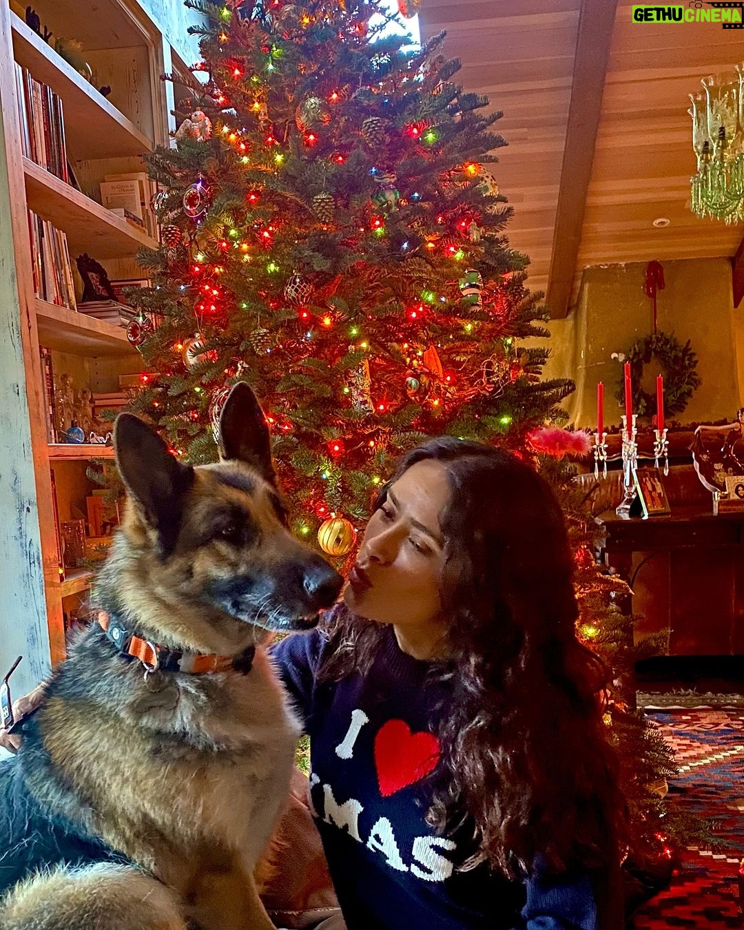 Salma Hayek Pinault Instagram - Happy Holidays to all of you humans and dogs ❤️🎄#germanshepard #christmastree