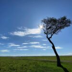 Salma Hayek Pinault Instagram - There’s something about a tree that stands alone that really moves me. Hay algo que realmente me conmueve de un árbol que está solo. @isharakenya