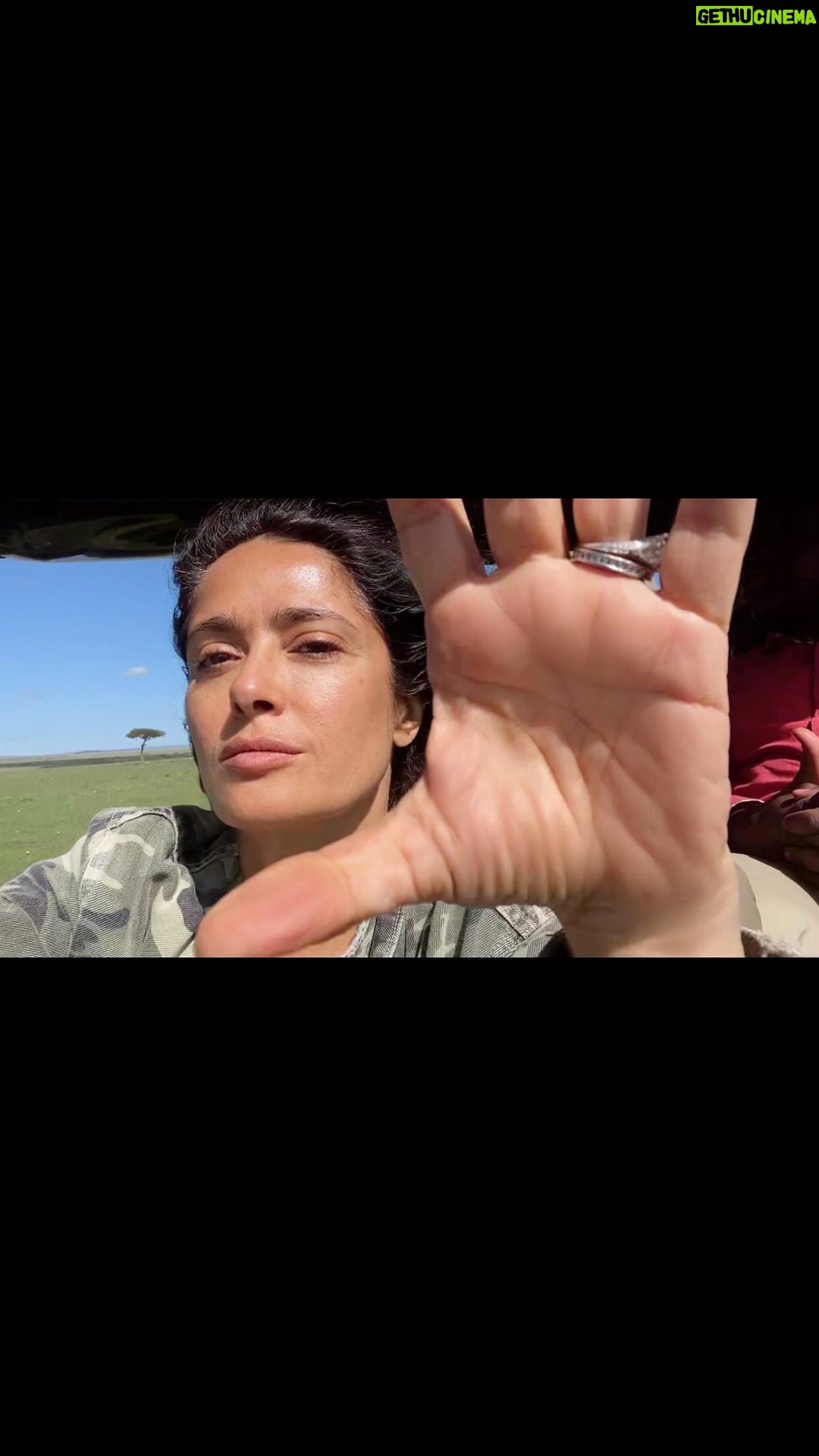 Salma Hayek Pinault Instagram - “I bless the rains down in Africa, Gonna take some time to do the things we never had” “Bendigo las lluvias en África, me tomaré un tiempo para hacer las cosas que nunca hicimos” Toto- Africa. @isharakenya #elephant #antelope #monkeys #giraffes #meerkats #hippos #animalphotography #safari #lion #buffalo #hyenas #babymonkey