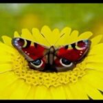 Salma Hayek Pinault Instagram - We all have something within us, ready to become a butterfly 🦋 Todos tenemos algo dentro de nosotros listo para convertirse en mariposa 🦋 📸 @artworkunity @johannesstoetterart