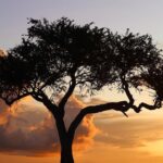 Salma Hayek Pinault Instagram - There’s something about a tree that stands alone that really moves me. Hay algo que realmente me conmueve de un árbol que está solo. @isharakenya