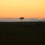 Salma Hayek Pinault Instagram - There’s something about a tree that stands alone that really moves me. Hay algo que realmente me conmueve de un árbol que está solo. @isharakenya