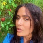 Salma Hayek Pinault Instagram - Grateful for these moments of connection with Mother Nature 🌾🍒Every bite tells a story of sun, soil, and water. 🍋 And yes, that lemon is as big as my head – nature’s own sense of humor! Agradecido por estos momentos de conexión con la Madre Naturaleza 🌾🍒 Cada bocado cuenta una historia de sol, tierra y agua. 🍋 Y sí, ese limón es tan grande como mi cabeza - ¡el propio sentido del humor de la naturaleza!