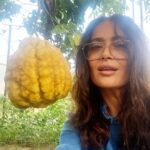 Salma Hayek Pinault Instagram - Grateful for these moments of connection with Mother Nature 🌾🍒Every bite tells a story of sun, soil, and water. 🍋 And yes, that lemon is as big as my head – nature’s own sense of humor! Agradecido por estos momentos de conexión con la Madre Naturaleza 🌾🍒 Cada bocado cuenta una historia de sol, tierra y agua. 🍋 Y sí, ese limón es tan grande como mi cabeza - ¡el propio sentido del humor de la naturaleza!