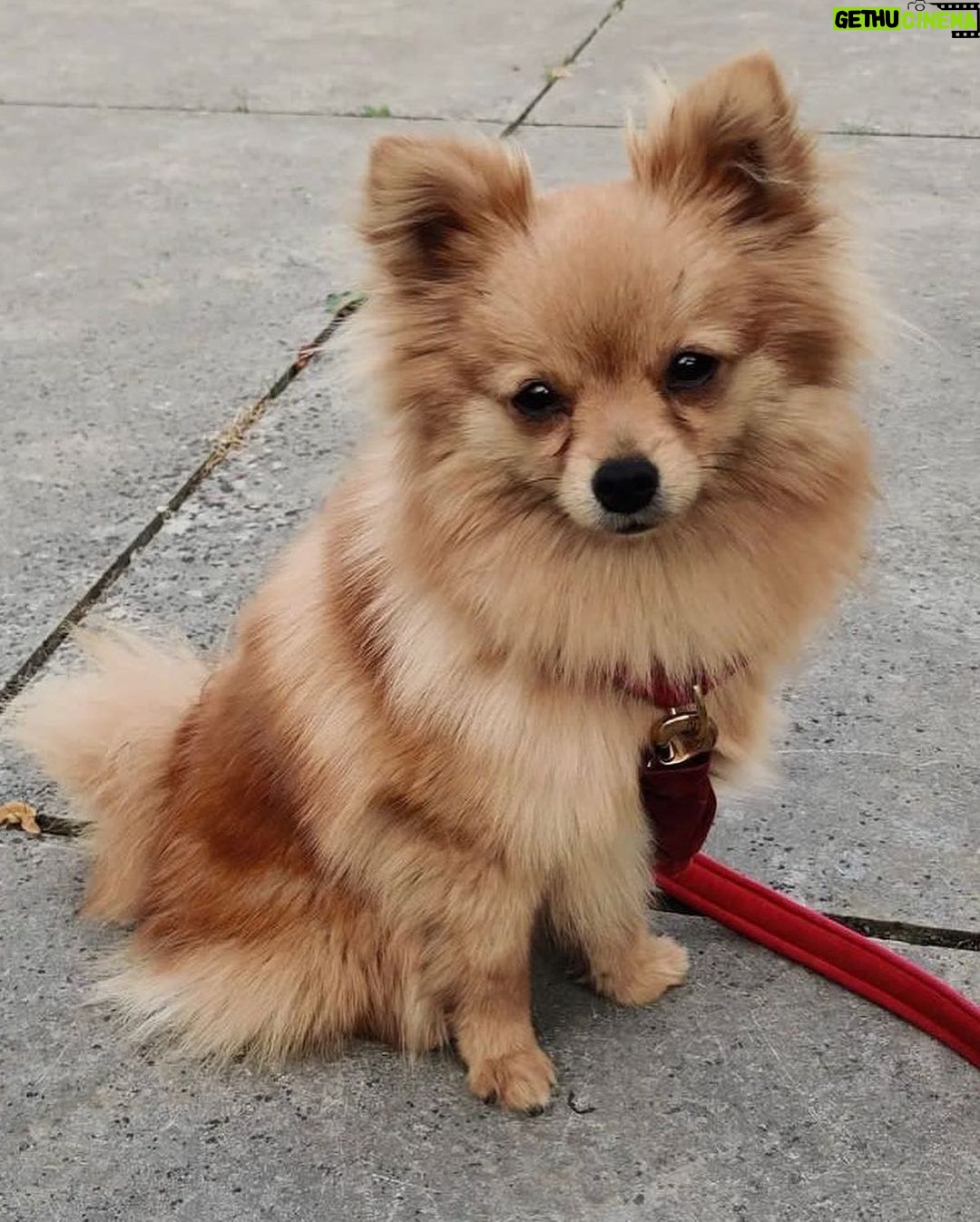 Sam Clemmett - 252.6K Likes - Pom Pom always finds the camera 🐶#queencharlotte