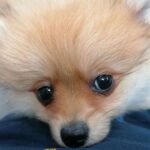 Sam Clemmett Instagram - Pom Pom always finds the camera 🐶#queencharlotte