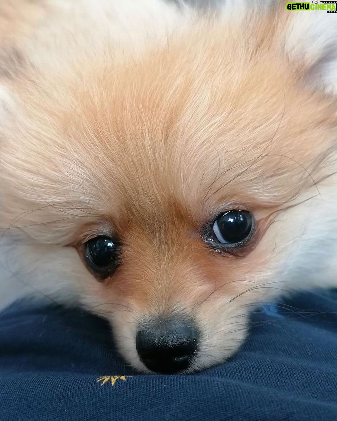 Sam Clemmett - 252.6K Likes - Pom Pom always finds the camera 🐶#queencharlotte