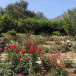 Samantha Robinson Instagram – 🌹 San Ysidro Ranch