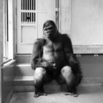 Sandy Ryan Instagram - 🦍