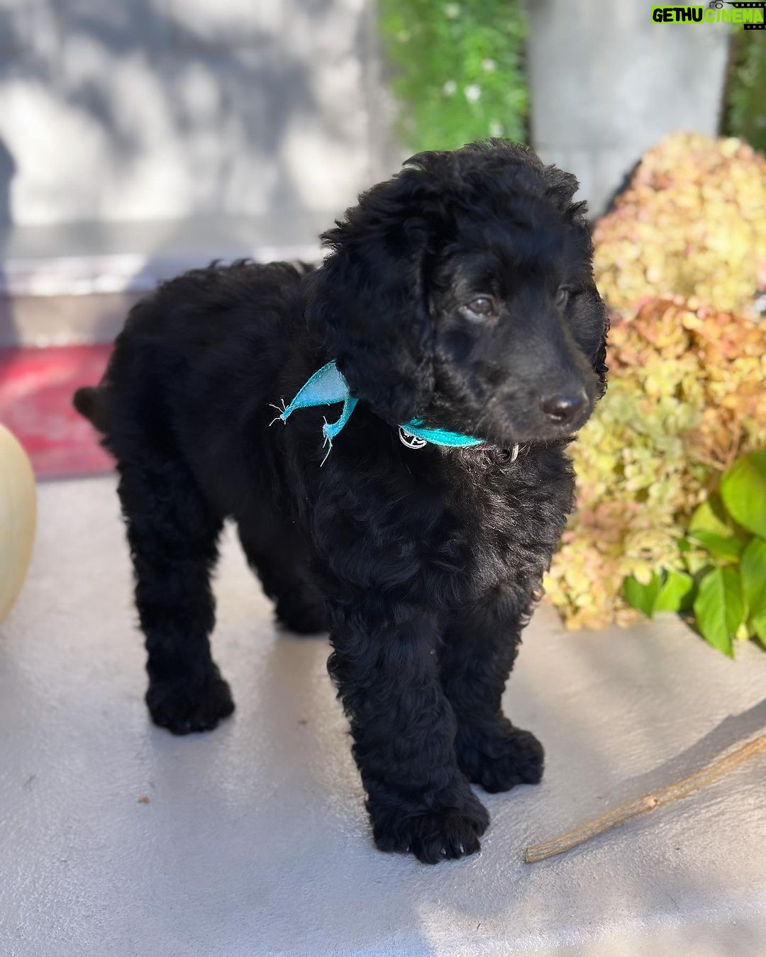 Saskia Thuot Instagram - Cette année pour l’Halloween, je deviens maman d’un bébé chien🐶🥰 Des idées pour un nom? On a une petite idée en tête mais on continue de chercher… Tant qu’à eux les chats ne comprennent pas trop ce qui se passe😉 #dog #cat #fullhouse