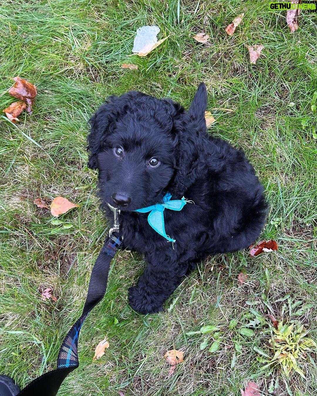 Saskia Thuot Instagram - Cette année pour l’Halloween, je deviens maman d’un bébé chien🐶🥰 Des idées pour un nom? On a une petite idée en tête mais on continue de chercher… Tant qu’à eux les chats ne comprennent pas trop ce qui se passe😉 #dog #cat #fullhouse