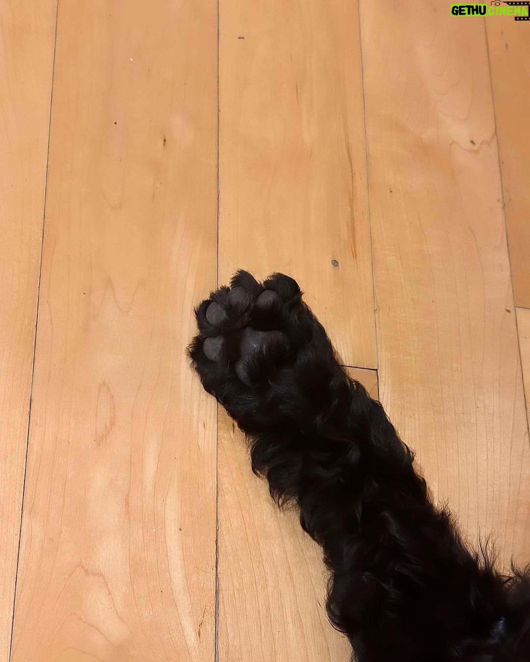 Saskia Thuot Instagram - Cette année pour l’Halloween, je deviens maman d’un bébé chien🐶🥰 Des idées pour un nom? On a une petite idée en tête mais on continue de chercher… Tant qu’à eux les chats ne comprennent pas trop ce qui se passe😉 #dog #cat #fullhouse