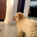 Sathvik Anand Bandela Instagram - Purrugulu pati pothav raa @narasimha_k_