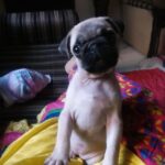 Sayantika Banerjee Instagram – 29.12.23 – FEENEY 💔😭…. Lost in Heaven 😇