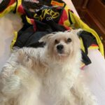 Scott Borchetta Instagram - This little angel went to heaven today… Her name was Cali… She was born April 15th, 2005… and had more love than she knew what do with… the happiest little friend... always with a smile... up for anything fun… stealing socks… tricks for treats… watching races on Sunday… working out… showing off by walking and teetering on the curb when out on walks… cuddling up for movie night… and so much more… not replaceable… hole in my heart…