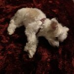 Scott Borchetta Instagram - This little best pal turned 16 years old today. Cali has seen it all... she’s basically the same age as Big Machine. From the toughest times to the most wonderful, always there unconditionally. Hope your dreams are nothing but love... 🐶🐶❤️❤️