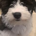 Scott Borchetta Instagram - Uh oh… new princess in town… this is Jesse St. Vincent… definitely has a little outlaw in her and came into our life while we were in St. Vincent islands… puppy up!