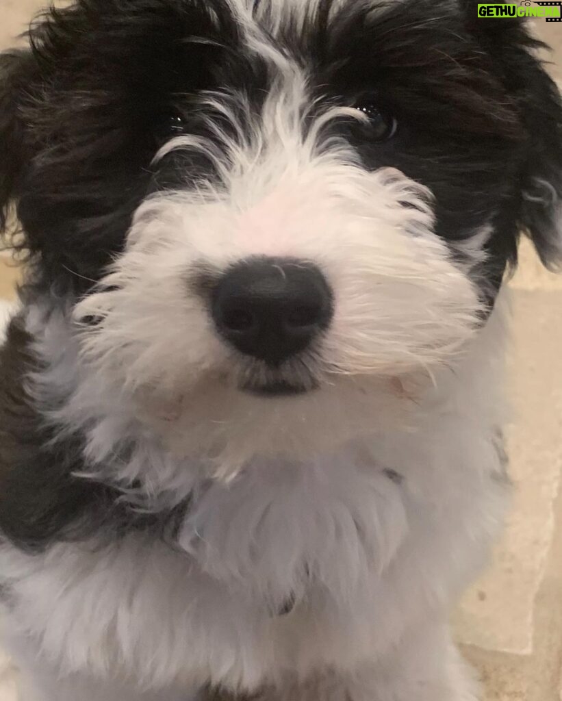 Scott Borchetta Instagram - Uh oh… new princess in town… this is Jesse St. Vincent… definitely has a little outlaw in her and came into our life while we were in St. Vincent islands… puppy up!