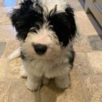 Scott Borchetta Instagram – Uh oh… new princess in town… this is Jesse St. Vincent… definitely has a little outlaw in her and came into our life while we were in St. Vincent islands… puppy up!