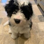 Scott Borchetta Instagram - Uh oh… new princess in town… this is Jesse St. Vincent… definitely has a little outlaw in her and came into our life while we were in St. Vincent islands… puppy up!