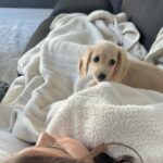 Scott Disick Instagram - Hellooooooo little dog!