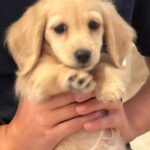 Scott Disick Instagram - I got P a pup and I think I love her