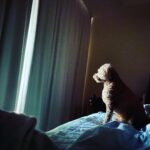Sehun Instagram - 우리 비비 염색했어요