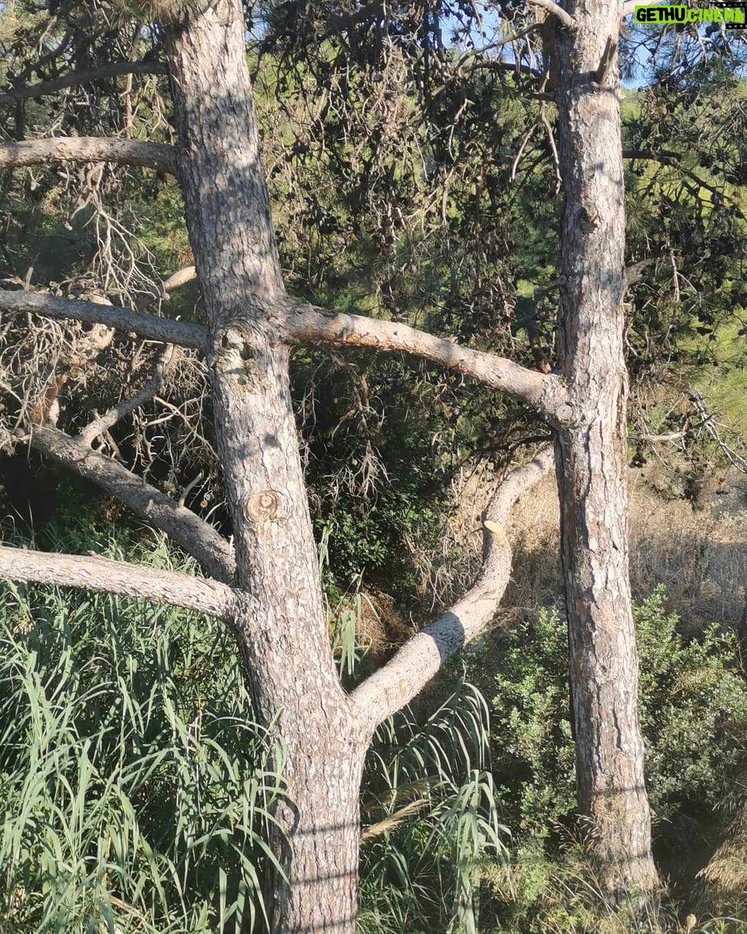 Selçuk Aydemir Instagram - Ağaçlar da sever ya da büyük bir dayanışma içindeler. Kıyamet alameti de olabilir.