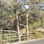 Selçuk Aydemir Instagram – Ağaçlar da sever ya da büyük bir dayanışma içindeler. Kıyamet alameti de olabilir.