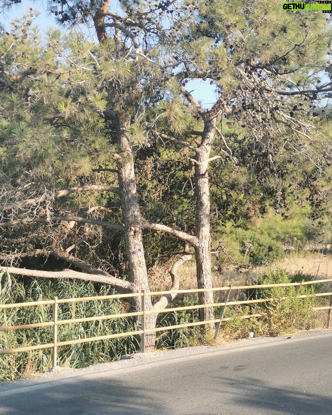 Selçuk Aydemir Instagram - Ağaçlar da sever ya da büyük bir dayanışma içindeler. Kıyamet alameti de olabilir.