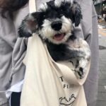 Seo Hwa-yi Instagram – ⠀⠀⠀⠀⠀⠀⠀⠀⠀⠀⠀⠀⠀ 
💌2005년 〰️2023년 6월 26일 18:57분 서애기 천사됨👼🏻

이별은 너무 슬퍼요
애기야 구름다리 조심히 잘 건넜지?
하늘도 슬픈지 비가 많이 오네
18년동안 언니 10대부터 함께한 내동생 고맙고 미안하고 사랑해!💛
언니 기쁠때도 슬플때도 변함없이 함께해준 너
하고 싶은 말이 진짜 많은데 
눈물이 안멈추네
낼부턴 정말 울지 말아야지
좋은곳 갔을테니까 
담에도 내 동생으로 꼭 태어나줘

마지막 가는 모습까지 너무너무 예쁜 우리 애기
구름다리 조심히 잘 건너서 우리 꼭 나중에 보자!
언니가 사랑해 내동생💛