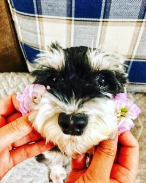 Seo Hwa-yi Instagram - ⠀⠀⠀⠀⠀⠀⠀⠀⠀⠀⠀⠀⠀ 
💌2005년 〰️2023년 6월 26일 18:57분 서애기 천사됨👼🏻

이별은 너무 슬퍼요
애기야 구름다리 조심히 잘 건넜지?
하늘도 슬픈지 비가 많이 오네
18년동안 언니 10대부터 함께한 내동생 고맙고 미안하고 사랑해!💛
언니 기쁠때도 슬플때도 변함없이 함께해준 너
하고 싶은 말이 진짜 많은데 
눈물이 안멈추네
낼부턴 정말 울지 말아야지
좋은곳 갔을테니까 
담에도 내 동생으로 꼭 태어나줘

마지막 가는 모습까지 너무너무 예쁜 우리 애기
구름다리 조심히 잘 건너서 우리 꼭 나중에 보자!
언니가 사랑해 내동생💛