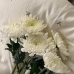 Seo Hwa-yi Instagram – ⠀⠀⠀⠀⠀⠀⠀⠀⠀⠀⠀⠀⠀ 
💌2005년 〰️2023년 6월 26일 18:57분 서애기 천사됨👼🏻

이별은 너무 슬퍼요
애기야 구름다리 조심히 잘 건넜지?
하늘도 슬픈지 비가 많이 오네
18년동안 언니 10대부터 함께한 내동생 고맙고 미안하고 사랑해!💛
언니 기쁠때도 슬플때도 변함없이 함께해준 너
하고 싶은 말이 진짜 많은데 
눈물이 안멈추네
낼부턴 정말 울지 말아야지
좋은곳 갔을테니까 
담에도 내 동생으로 꼭 태어나줘

마지막 가는 모습까지 너무너무 예쁜 우리 애기
구름다리 조심히 잘 건너서 우리 꼭 나중에 보자!
언니가 사랑해 내동생💛