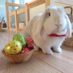 Shakira Instagram - Toby wishes you a happy Easter!