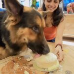 Shalini Balasundaram Instagram - Happy Birthday my little boy @pluto_germanshepherd 2 years with you is a beautiful journey that one can never ask for. Love you so much my little boy. #shalinibalasundaram #spreadlove #germanshepherd #dogsofinstagram Selangor
