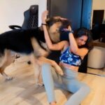 Shalini Balasundaram Instagram - Can never get enough of him @pluto_germanshepherd my all time lifeline #shalinibalasundaram #doglover #dogsofinstagram #germanshepherd Kuala Lumpur, Malaysia
