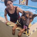 Shalini Balasundaram Instagram - First swimming session for @pluto_germanshepherd #shalinibalasundaram #doglover #dogsofinstagram #germanshepherd Kuala Lumpur, Malaysia