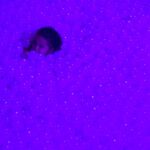 Shay Mitchell Instagram – The seagull was a paid actor