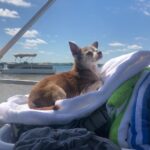 Shelby Flannery Instagram - My # 1 said goodbye to the world in her sleep last night. Foxy you were the real thing my girl. You were tender and you were cool, always looking like you knew something we didn’t, with deep wells of peace in your big bugged eyes. You bad beautiful thing. You sweet creature and steadfast friend. My god you added so much to my life. Foxy Cleopatra. Time to stretch those old bones. You did so well. Find a beach somewhere and go crazy baby girl. Legends never die.