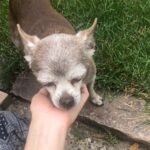 Shelby Flannery Instagram - My # 1 said goodbye to the world in her sleep last night. Foxy you were the real thing my girl. You were tender and you were cool, always looking like you knew something we didn’t, with deep wells of peace in your big bugged eyes. You bad beautiful thing. You sweet creature and steadfast friend. My god you added so much to my life. Foxy Cleopatra. Time to stretch those old bones. You did so well. Find a beach somewhere and go crazy baby girl. Legends never die.