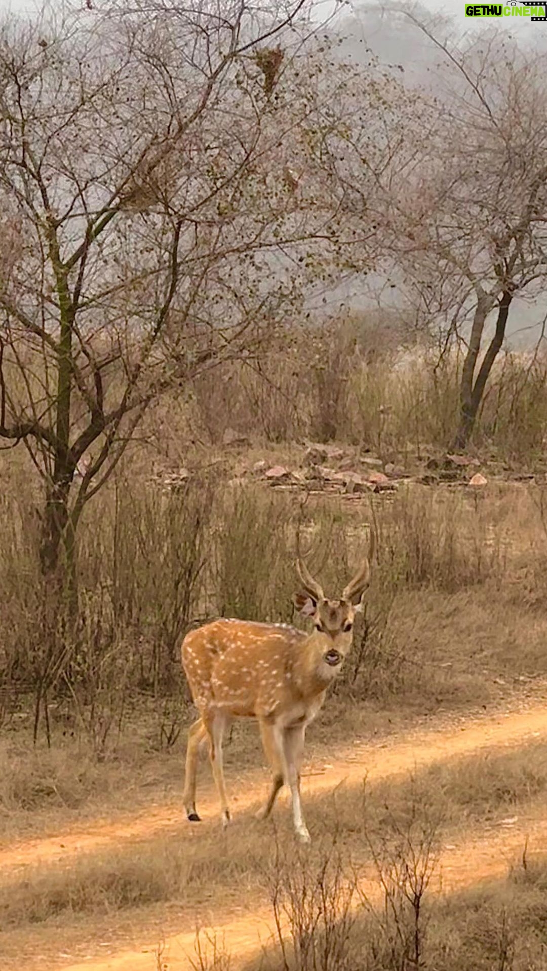 Shivaleeka Oberoi Instagram - Starting off the New Year with untamed possibilities! 🍃✨ #IntoTheWild #Nature #2024 #Adventures 🧳 Ranthambore National Park
