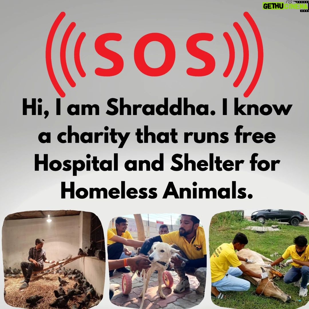 Shraddha Musale Instagram - π This is very urgent! The land on which they built an animal hospital and shelter in 2016 is on rent, the hospital is equipped with facilities like X-ray, USG, Blood Lab, OT, Admission wards, 2 ambulances and qualified staff of 18 people. The landlord has asked them to vacant or buy the land by Dec 2023. Yearly 4000+ sick or injured animals take treatment and care here,all the admitted animals would become homeless again if this hospital gets shutdown. It's everyone's moral responsibility to push a good cause ahead.πππ Please do your bit, please donate at least 400/- to buy the land on which they have already built a hospital and shelter. Please donate: Gpay: 9913355932 Gpay/Paytm/ PhonePe: 9724000939 UPI 9913355932@okbizaxis rrsafoundation-2@oksbi rrsafoundation1100@okicici BANK ACCOUNT DETAILS AC Name : RRSA Foundation AC No : 99909724000939 IFSC : HDFC0001244 HDFC Bank, 1244 Branch Code Current Account OR Account Name : RRSA Foundation Account Number : 9811987555 IFSC Code : KKBK0000845 Account type: Current Account Kotak Mahindra Bank,Anand Direct Donation Links are on their Instagram Bio ( @rrsaindia ) Documents for verification also available on the Website: www.rrsaindia.org. #shraddhamusale #shraddha #tv #tvseries #tvshow #actress RRSAINDIA-'Rescue and Rehabilitation of Stray Animals'