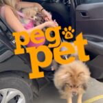 Sill Esteves Instagram - Aniversário da @pegpetbrasil Monte Alegre!!! Eu, Squantchy, Bellinha, Bruce Dinckinson e Rachel fomos convidados pra festa! Eu sempre compartilho as ofertas (que são muitaaaas) nos meus estories e nas Lives do FB (acompanhem pra não perder nada!) A loja é linda, super confortável, grande, afim uma variedade imensa de produtos “no precinho” kkk sem contar com o atendimento que é sempre top! Aaah e esse foi o dia do primeiro banho da minha “bebê” Rachel. (Vcs sabem que os filhotes só podem tomar banho na pet depois de 15 dias depois da terceira vacina V10 né?) Mil obrigadas ao meu querido amigo @tonnysantana__ que me acompanhou nessa festa com seu cãozinho “Mercury”. E aí? Oque acharam? #pet #sillesteves #dog #dogs #petlovers #publi