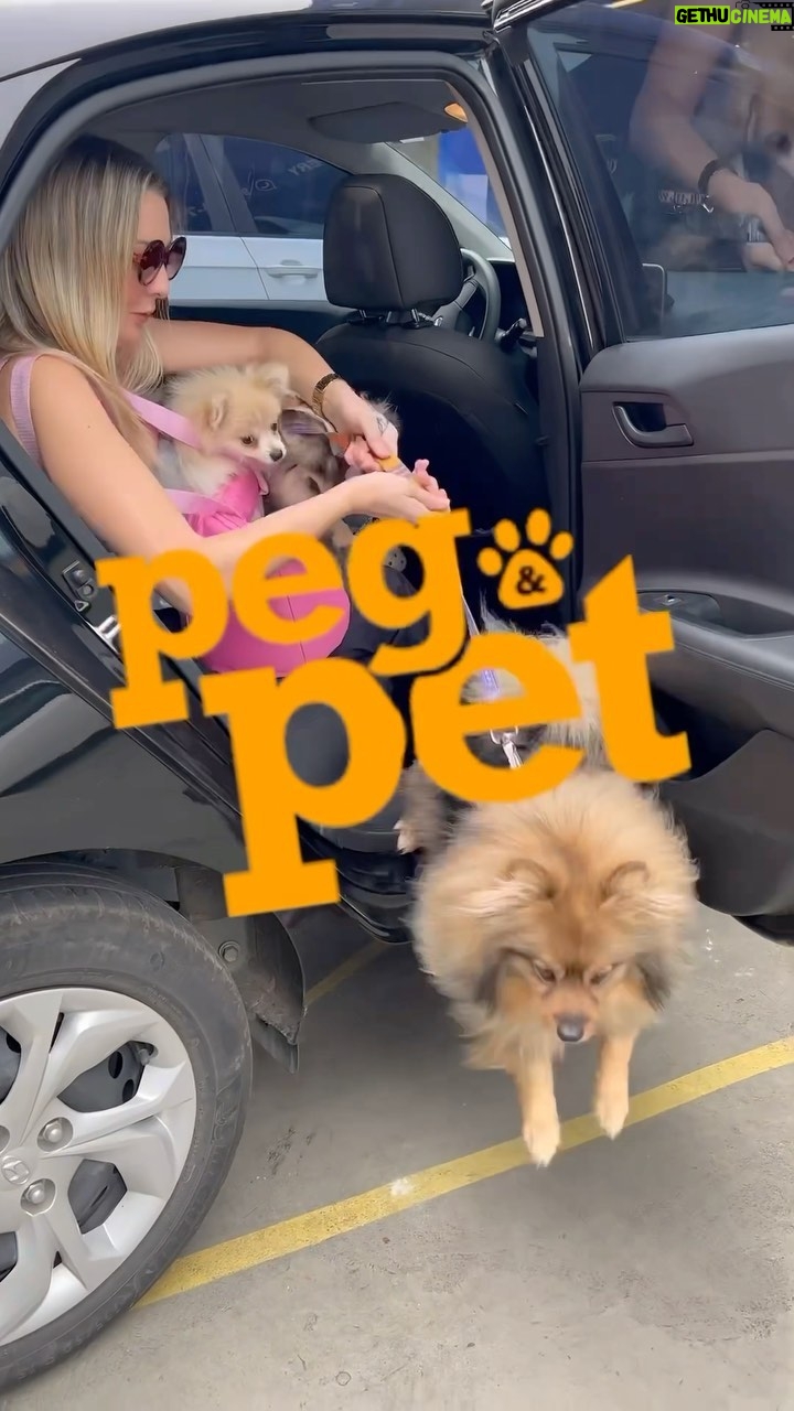 Sill Esteves Instagram - Aniversário da @pegpetbrasil Monte Alegre!!! Eu, Squantchy, Bellinha, Bruce Dinckinson e Rachel fomos convidados pra festa! Eu sempre compartilho as ofertas (que são muitaaaas) nos meus estories e nas Lives do FB (acompanhem pra não perder nada!) A loja é linda, super confortável, grande, afim uma variedade imensa de produtos “no precinho” kkk sem contar com o atendimento que é sempre top! Aaah e esse foi o dia do primeiro banho da minha “bebê” Rachel. (Vcs sabem que os filhotes só podem tomar banho na pet depois de 15 dias depois da terceira vacina V10 né?) Mil obrigadas ao meu querido amigo @tonnysantana__ que me acompanhou nessa festa com seu cãozinho “Mercury”. E aí? Oque acharam? #pet #sillesteves #dog #dogs #petlovers #publi