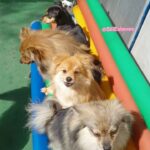 Sill Esteves Instagram - Você precisa entender que… …seu pet precisa gastar muita energia, e o Squantchy, a Bellinha e o Bruce tem energia de sobra! Kkkkk Eles amaaaaam ir pra @rajcaocreche e lá, além de gastar muito energia, eles fazem amigos e aprendem muitos comandos… e você não acredita, no final do mês a equipe manda o boletim dizendo como eles se comportaram dentro do mês! Kkk eu amei isso (da uma olhada nos meus destaques no feed “SiLL avó” que tem tudo lá! Aaah e confiram meus estories pois esse final de semana será a primeira vez que os 3 vão ficar hospedados no hotelzinho Rajcão! Vou compartilhar tudo por lá! Você tem pet? Qual pet você tem? #pet #pets #dog #amor #sillesteves