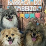 Sill Esteves Instagram - Você tem pet? Squantchy, Bellinha e Bruce estão na creche! E existe creche pra cachorro? Siiiiim! E a @rajcaocreche eu já conheço e confio, inclusive quem já conhece também é o Squantchy, antes de ser pai ele ia na creche comandada pela Carol e Rafael que além de serem excelentes profissionais amaaam cachorro! Os dogs tem muita energia e na creche além de brincar e se divertir com outros cachorros, eles também aprendem muitooo! A equipe conta com adestradores que aos poucos vai introduzindo “bons modos” (kkkk) aos cãezinhos. Leve também seu dog pra @rajcaocreche ele vai amar! #dog #cães #cachorro #sillesteves