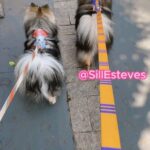 Sill Esteves Instagram - Olha issooooo! Veja até o final 🤍 Esses são meus pets! Uma família toda de Lulu da pomerânea, também chamado de Spitz alemão. Esses são os “Lulus clássicos”, do tamanho original. Eu amo meus dogs e cuido deles com muito amor! Tudo que eu preciso pra mantê-los saudáveis e felizes: ração, petiscos, caminha, sofázinho pet, roupinhas, etc eu encontro na @pegpetbrasil que também ama os bichinhos e na unidade que eu frequento em São Paulo, tem espaço pra deixar sua pets brincando, e tem diversos eventos para seu pet encontrar com outros pets, com muita diversão para eles, brindes e novidades do mercado pet. Eu sempre aviso nos meus estories sobre esses eventos que tem ENTRADA FRANCA! Fique de olho, quem sabe um dia possamos nos encontrar lá hein? Eu vou amar! Encontre uma pegpet perto de você, tem pegpet espalhadas pelo Brasil, confere lá no insta deles 🤍 #pets #pet #dog #sillesteves