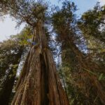 Siobhan Williams Instagram - These giants are almost 1,000 years old. Have you ever seen an old-growth forest? . . . #ancientcedar #oldgrowth #oldgrowthforest #protectoldgrowth #ancienttrees