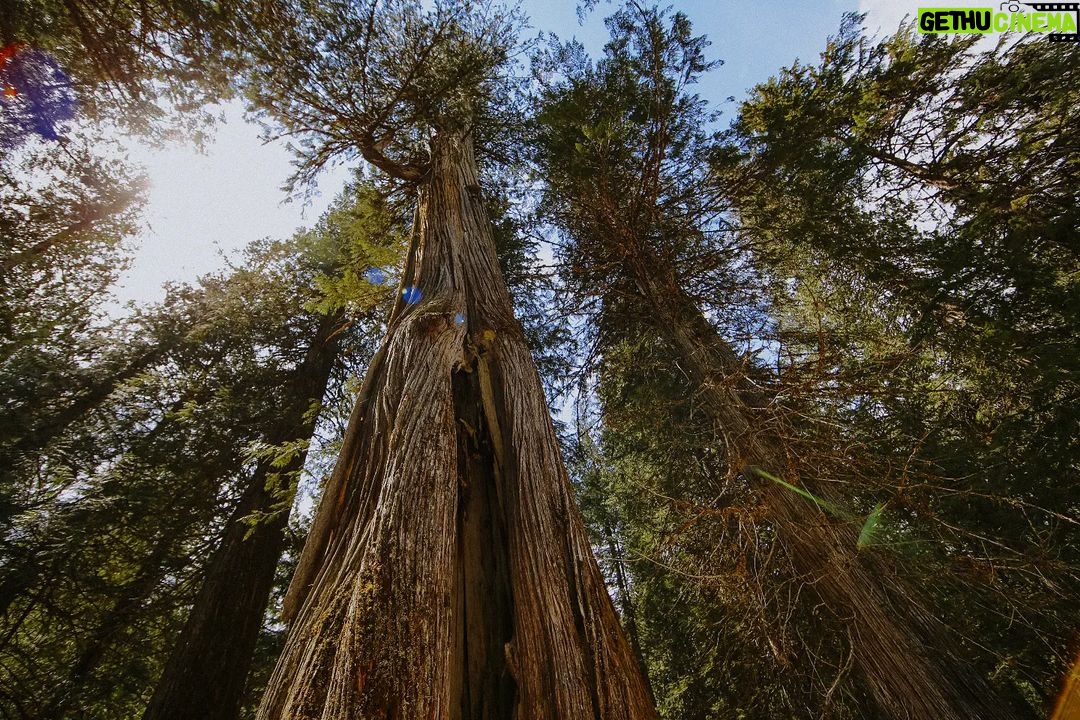 Siobhan Williams Instagram - These giants are almost 1,000 years old. Have you ever seen an old-growth forest? . . . #ancientcedar #oldgrowth #oldgrowthforest #protectoldgrowth #ancienttrees
