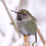 Siobhan Williams Instagram - The most unbelievable little creatures. Their hearts can beat over 1,000 times a minute and they only weigh a few grams. Despite their tiny size, some species of hummingbird migrate thousands of miles- and the craziest part ? They do it alone. They are solitary in their migration, needing to find sustenance frequently in each place to be able to keep their unbelievably fast metabolisms going. The Anna’s hummingbird (pictured) does not migrate. They are incredibly tough, remaining here all winter. IMPORTANT NOTE: if you choose to have a hummingbird feeder, it is VITAL that you sterilize it, and give it fresh nectar every 5 to 7 days, depending on the temperature outside. If you do not do this, a fungus can grow in the sugar that kills hummingbirds. I have seen these effects firsthand and it is devastating. If you choose to have a hummingbird feeder, it is a huge responsibility. If you do not clean it as regularly as you need to, it will kill these birds. Keep that in mind when you make the decision to have one! These birds are better off, finding their own food sources than drinking from lethal contaminated ones. Please spread the word! . . #hummingbird #annashummingbird #birdsofbc #bcwildlife #hummingbirdphotography #earthpix #earthfocus #curiocityvancouver # earth #bb_of_ig #birdwatching #birdscanada #birds #nature_brilliance #nature_perfection #bird_brilliance #birdphotography #hummingbirdsofinstagram